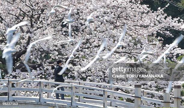 Seagulls flosk past a man taking pictures of cherry blossom in full-bloom at a park in Tokyo on April 3, 2010. Many Japanese people visited cherry...
