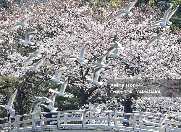 Seagulls flosk past a man taking pictures of cherry blossom in full-bloom at a park in Tokyo on April 3, 2010. Many Japanese people visited cherry...