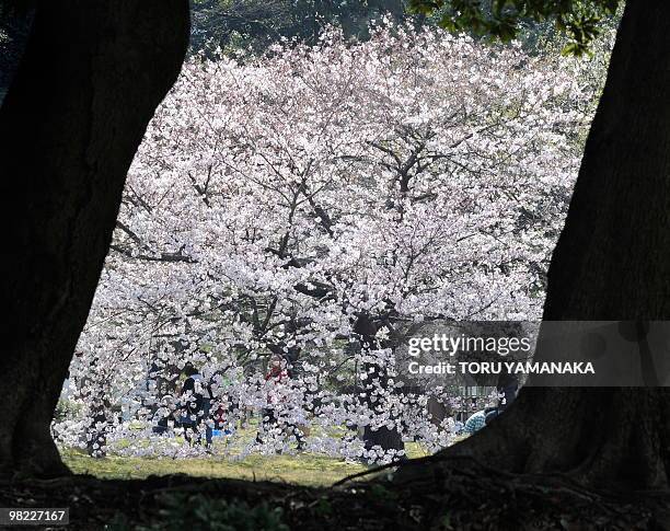 Cherry tree in full-bloom is seen through the trunks of big trees at a park in Tokyo on April 3, 2010. Many Japanese people visited cherry blossom...
