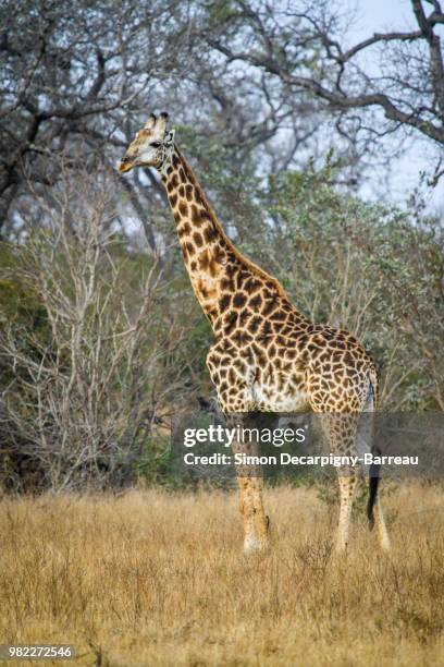 lonely girafe - girafe stock pictures, royalty-free photos & images
