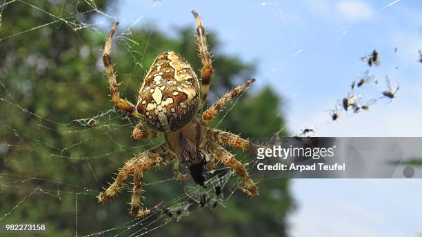 a european garden spider (araneus diadematus) spinning a web - teufel stock pictures, royalty-free photos & images