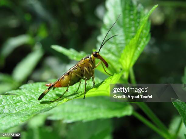 a common scorpionfly (panorpa communis) on a leaf - teufel stockfoto's en -beelden