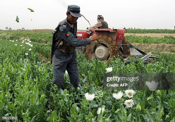 Afghanistan-unrest-drugs-Taliban, FEATURE by Lynne O'Donnell In this March 25, 2008 file photograph, an Afghan policeman destroyes field of poppies...