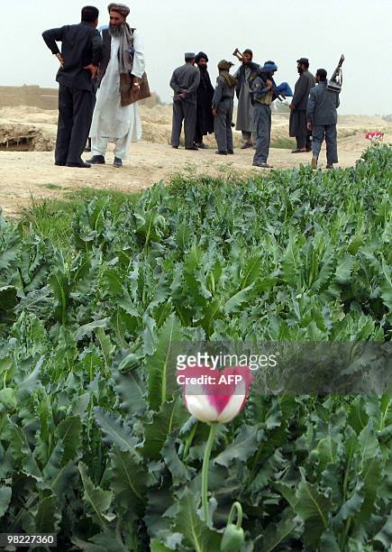 Afghanistan-unrest-drugs-Taliban, FEATURE by Lynne O'Donnell In this March 25, 2008 file photograph, a flower blooms as Afghan policemen stand beside...