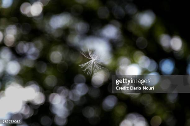 flying fluffy seed - nouri stock pictures, royalty-free photos & images