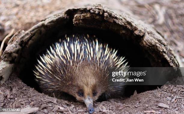 peek-a-boo - spiny anteater stock pictures, royalty-free photos & images