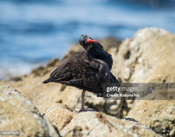 black oystercatcher in pose - bateleur eagle stockfoto's en -beelden