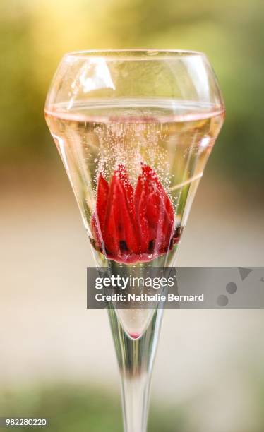 hibicus in champagne - hibicus stockfoto's en -beelden