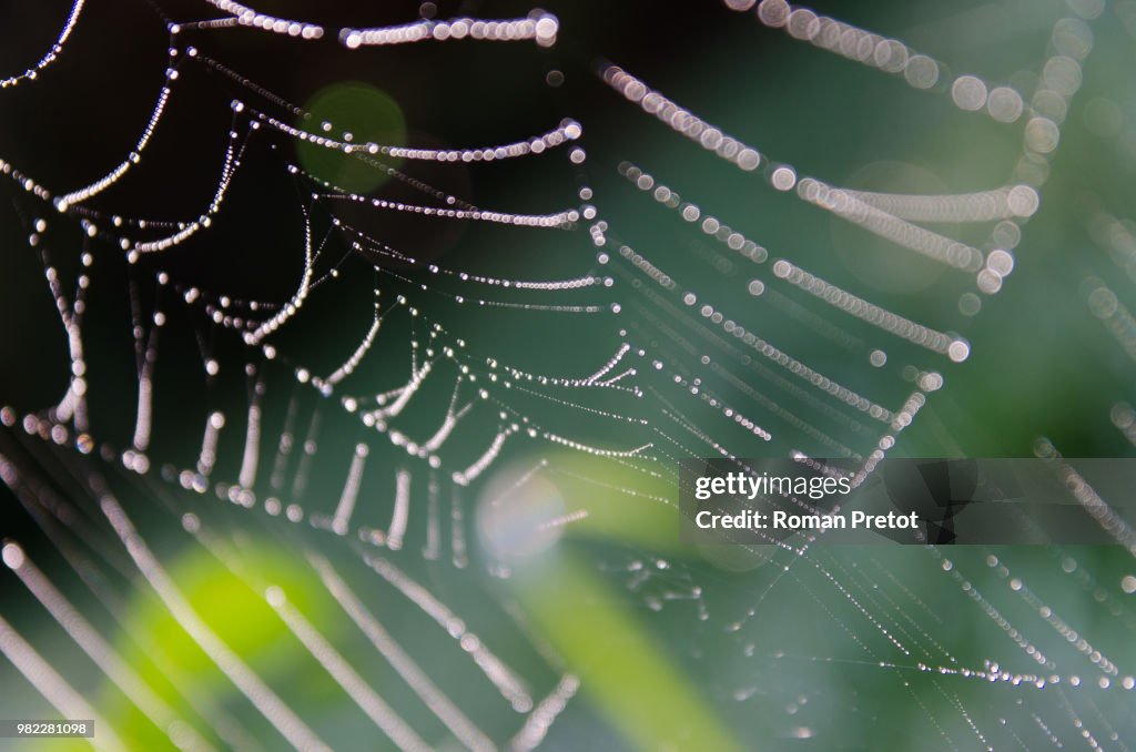 Spinnennetz mit frischem Morgentau