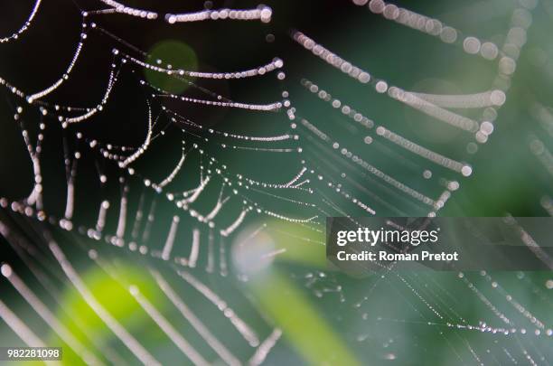 spinnennetz mit frischem morgentau - spinnennetz stock pictures, royalty-free photos & images