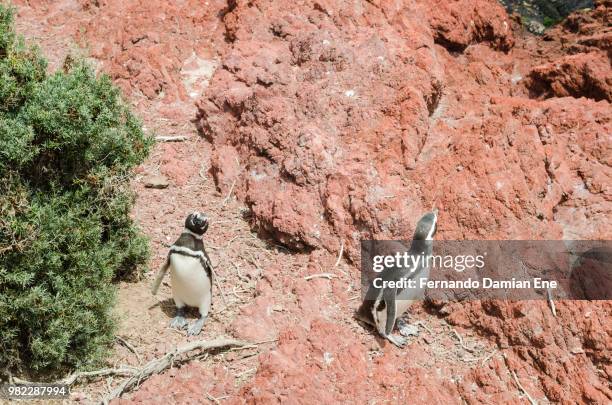 en la costa de la pinguinera - encosta stock pictures, royalty-free photos & images