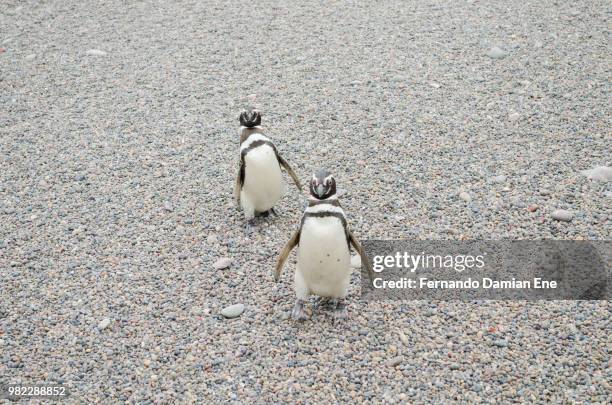 walking - waddling stock pictures, royalty-free photos & images