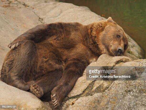 a brown bear (ursus arctos) lying on a rock - bear lying down stock pictures, royalty-free photos & images