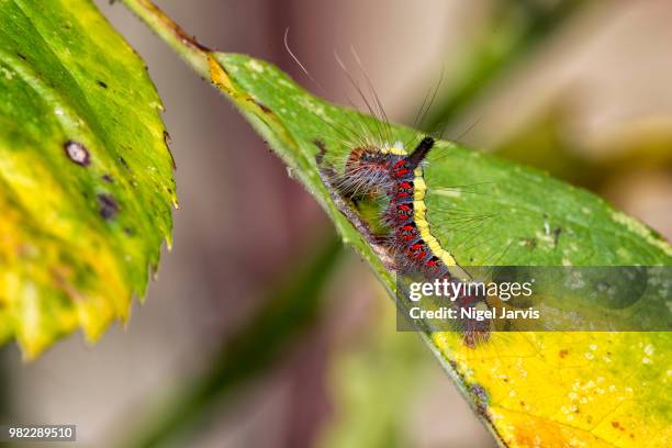 caterpillar - jarvis summers stock pictures, royalty-free photos & images