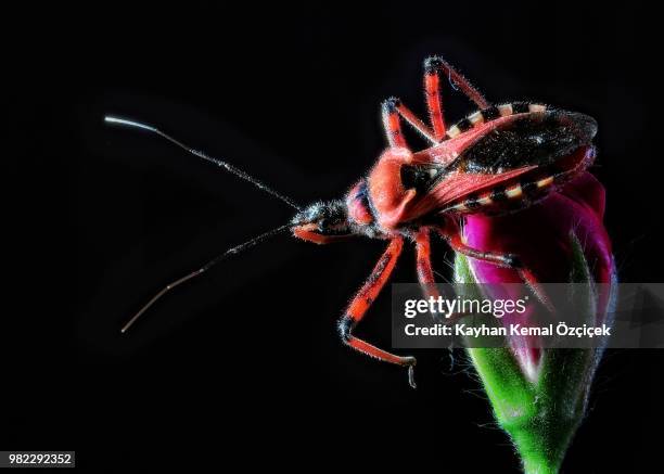 assassin bug - assassin bug 個照片及圖片檔