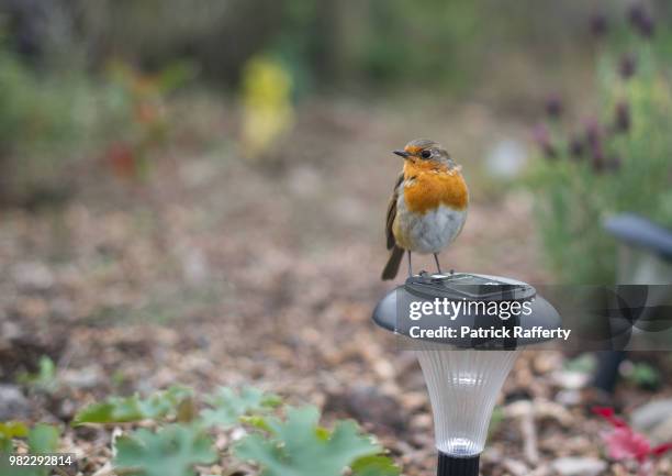 666 Patrick Rafferty Stock Photos, High-Res Pictures, and Images ...