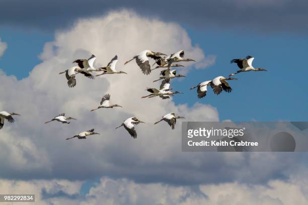 richland wma wood storks - stork stockfoto's en -beelden