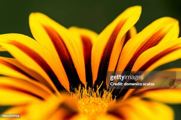 magione,italy - scalzo stockfoto's en -beelden