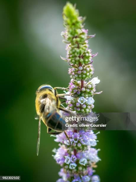 abeille - abeille stock pictures, royalty-free photos & images