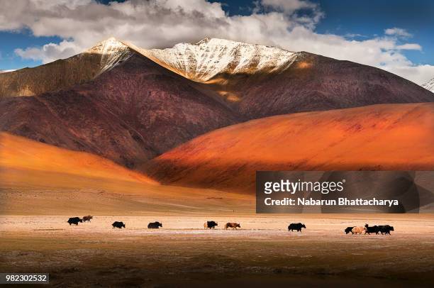 wild yaks in ladakh, india. - boeuf sauvage photos et images de collection