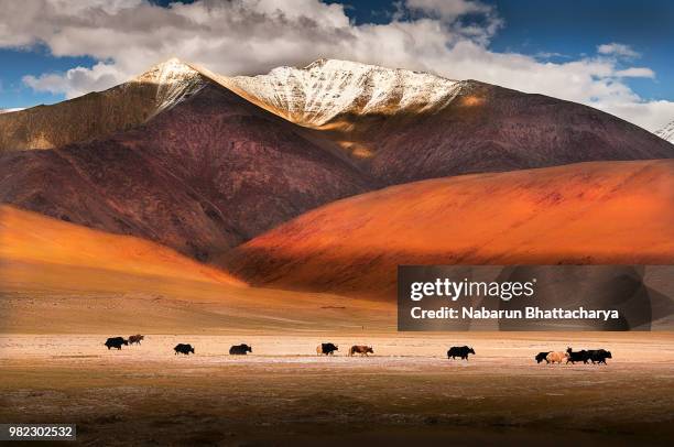 wild yaks in ladakh, india. - vild boskap bildbanksfoton och bilder