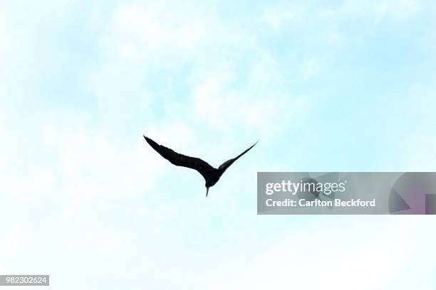 Hovering, Stockfoto