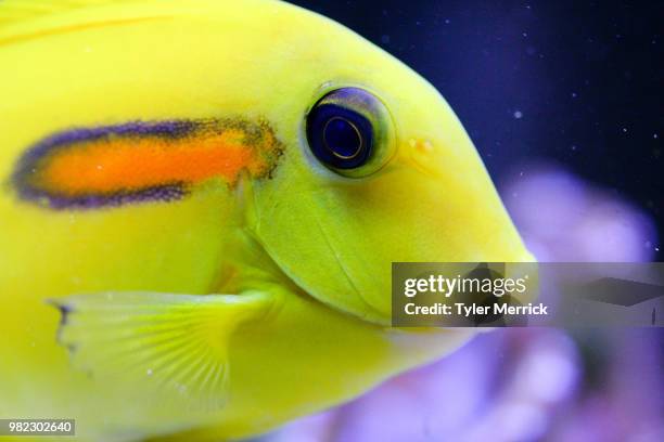 lemon surgeonfish - doktorfisch stock-fotos und bilder