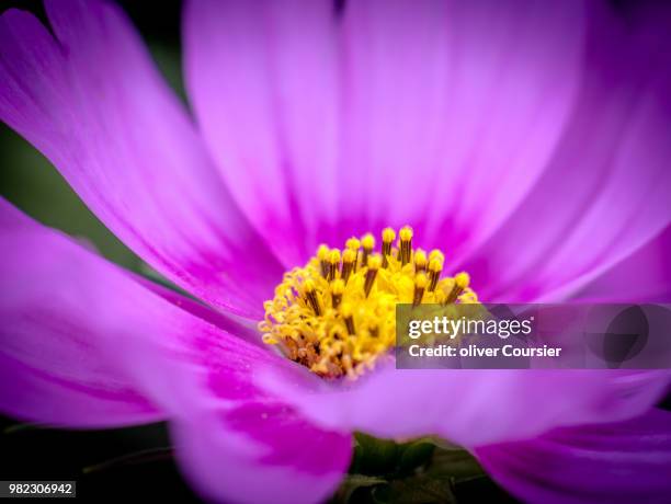 fleur - coursier stock pictures, royalty-free photos & images