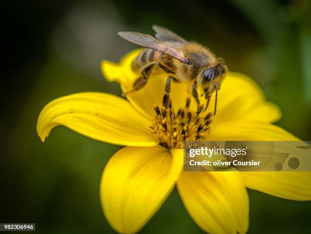 repas - coursier stock pictures, royalty-free photos & images