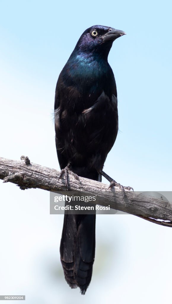 Female Common Grackle