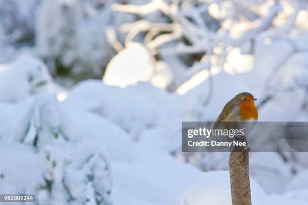 robin in a snowy winter scene - nee nee fotografías e imágenes de stock