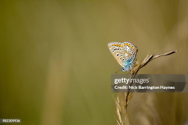 common blue butterfly - nick haynes stock pictures, royalty-free photos & images