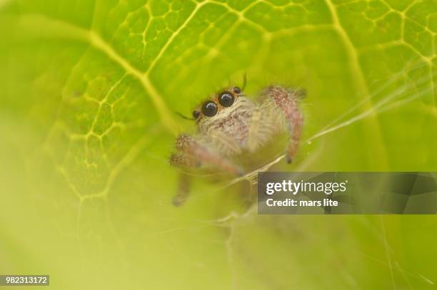Spiders from mars hi-res stock photography and images - Alamy
