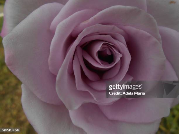 purple rose - adela foto e immagini stock