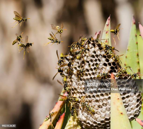 avispa cartonera (polistes dominula) - polistes wasps stock pictures, royalty-free photos & images