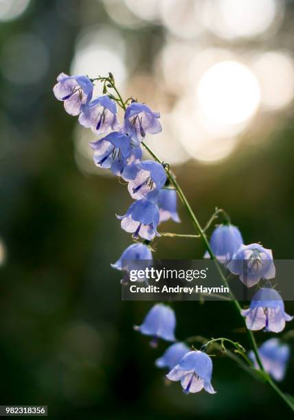 forest bell - violetta bell foto e immagini stock