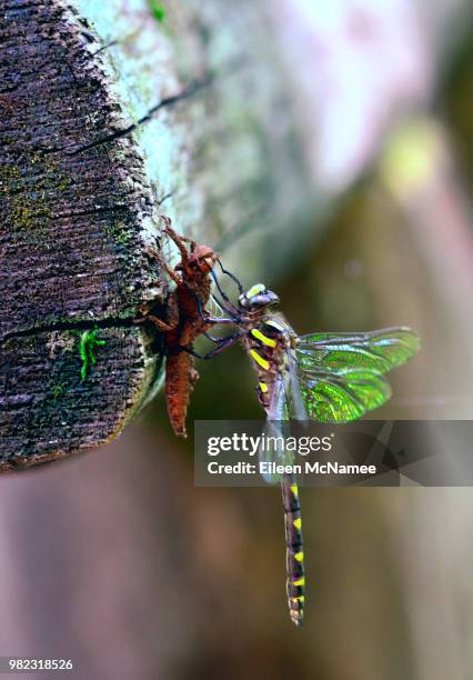 dragonfly molting - vervellen stockfoto's en -beelden