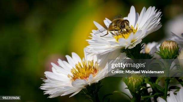 aster dumosus 'niobe' - kissen-aster - kissen stockfoto's en -beelden