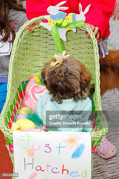 Allie-Sue, 12 week old Shitzu sits in his Easter Basket as she attends the Woofin' Paws Pet Fashion Show at Carey Stadium on April 3, 2010 in Ocean...