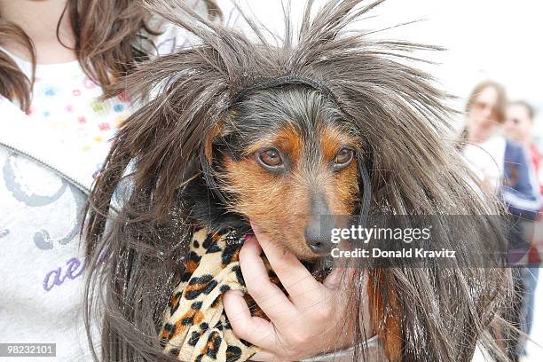 Todd, 3 year old Dachshund adorns his wig and attends the Woofin' Paws Pet Fashion Show at Carey Stadium on April 3, 2010 in Ocean City, New Jersey.