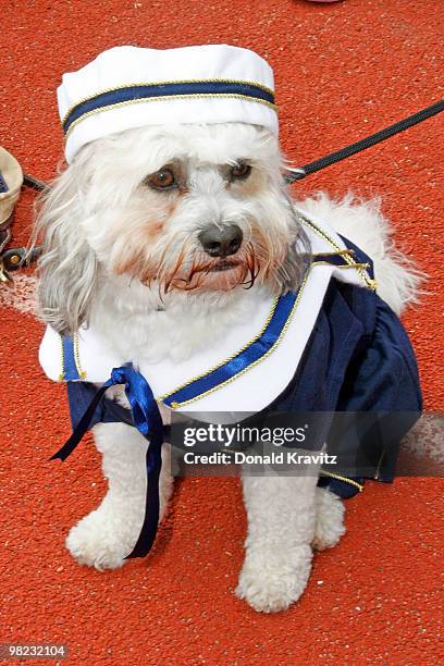 Boo, 3 year old Bischon & Shitzu in his Navy suit attends the Woofin' Paws Pet Fashion Show at Carey Stadium on April 3, 2010 in Ocean City, New...