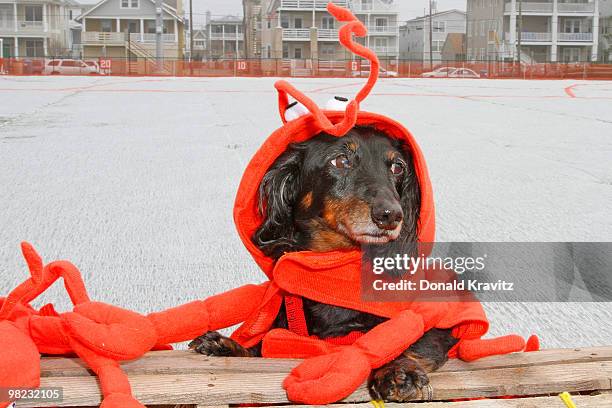 Treavor, a 3 year old Dachsund adorns his Lobster outfit and attends the Woofin' Paws Pet Fashion Show at Carey Stadium on April 3, 2010 in Ocean...