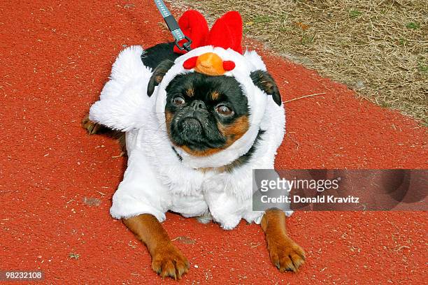 Ralph a 3 year old Brussels Griffon known as Ralph The Rooster attends the Woofin' Paws Pet Fashion Show at Carey Stadium on April 3, 2010 in Ocean...