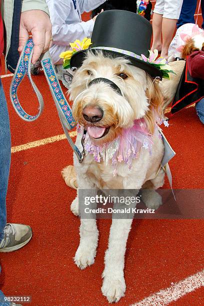 Getty, a 3 year old Golden Doodle shows off his Top hat as he attends the Woofin' Paws Pet Fashion Show at Carey Stadium on April 3, 2010 in Ocean...