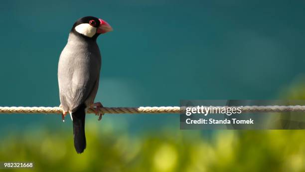 128 Java Rice Bird Stock Photos, High-Res Pictures, and Images - Getty ...