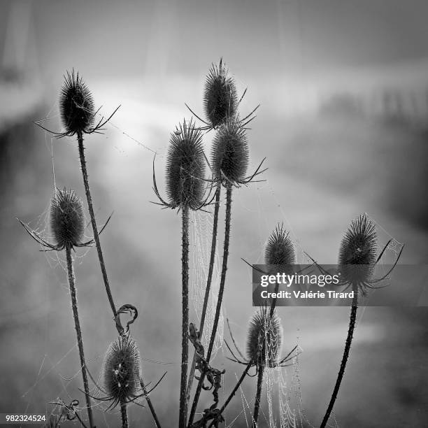 les chardons du chemin - chemin stock pictures, royalty-free photos & images