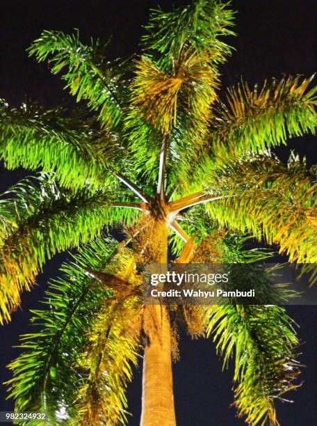 areca tree - areca stock pictures, royalty-free photos & images