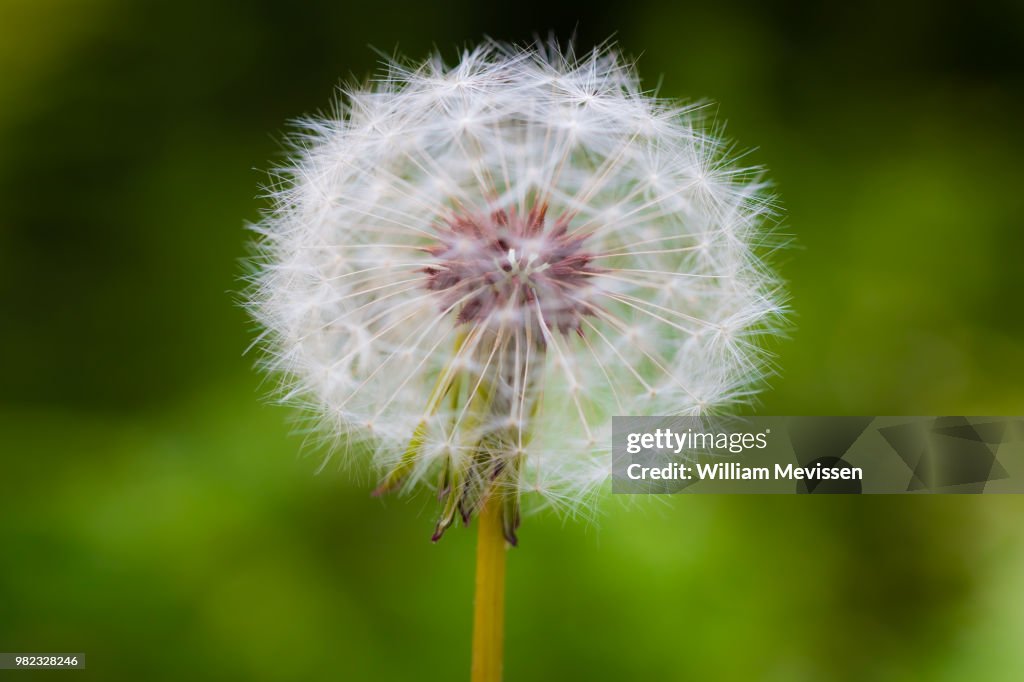 Dandelion 'SeeThru'