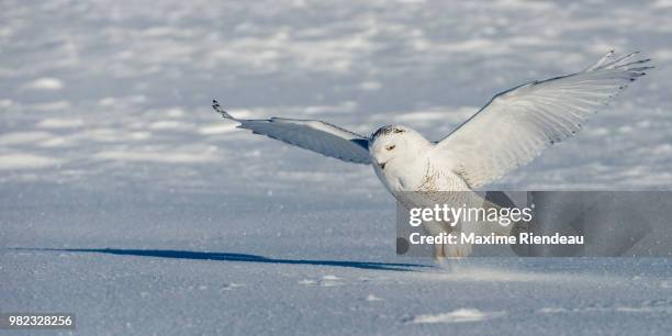 snowy owl - snowy owl stock pictures, royalty-free photos & images