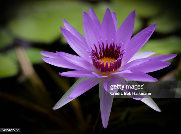 night-bloomers - bloomers stock pictures, royalty-free photos & images